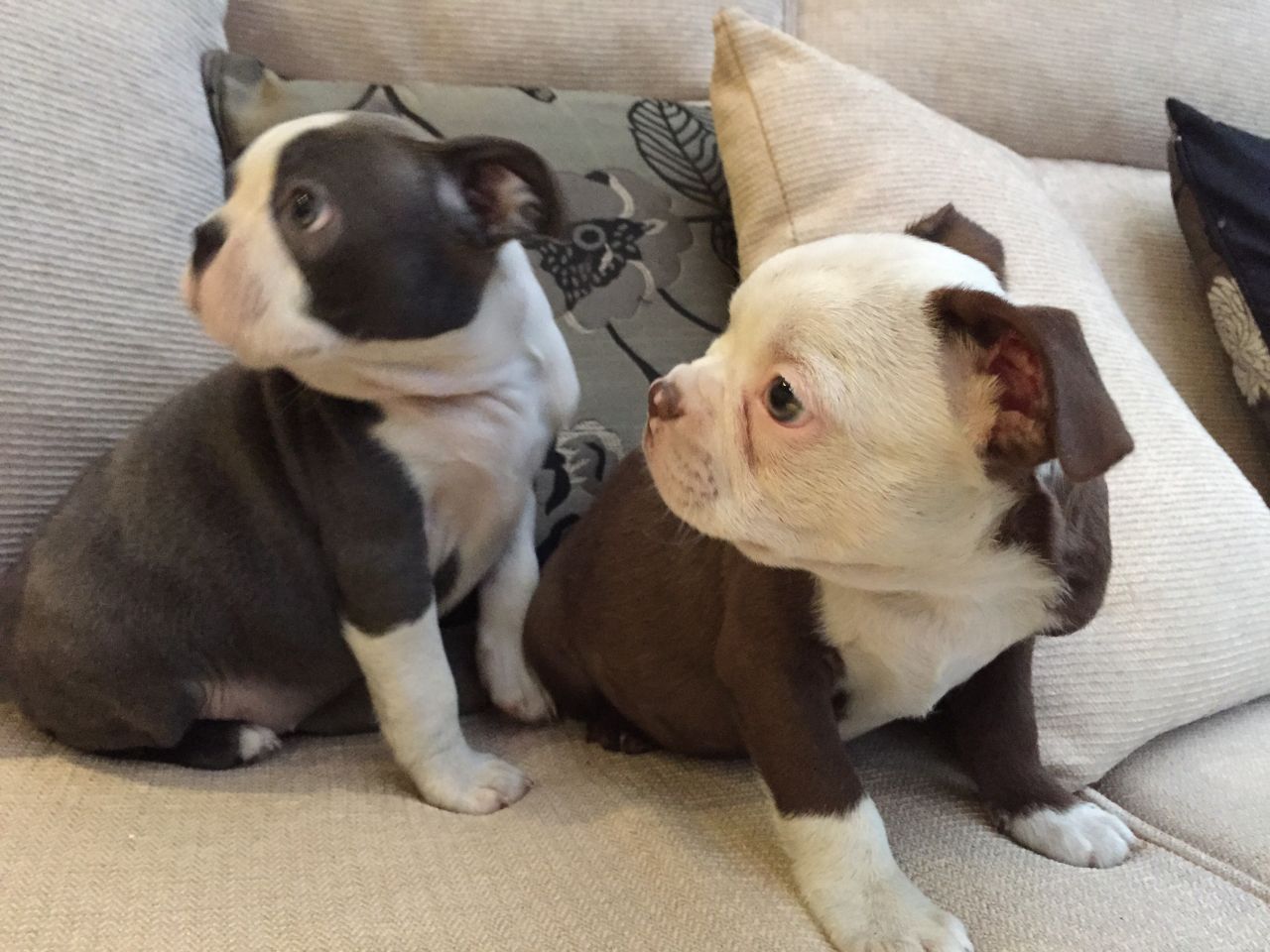 Kc Registered Coloured Boston Terriers