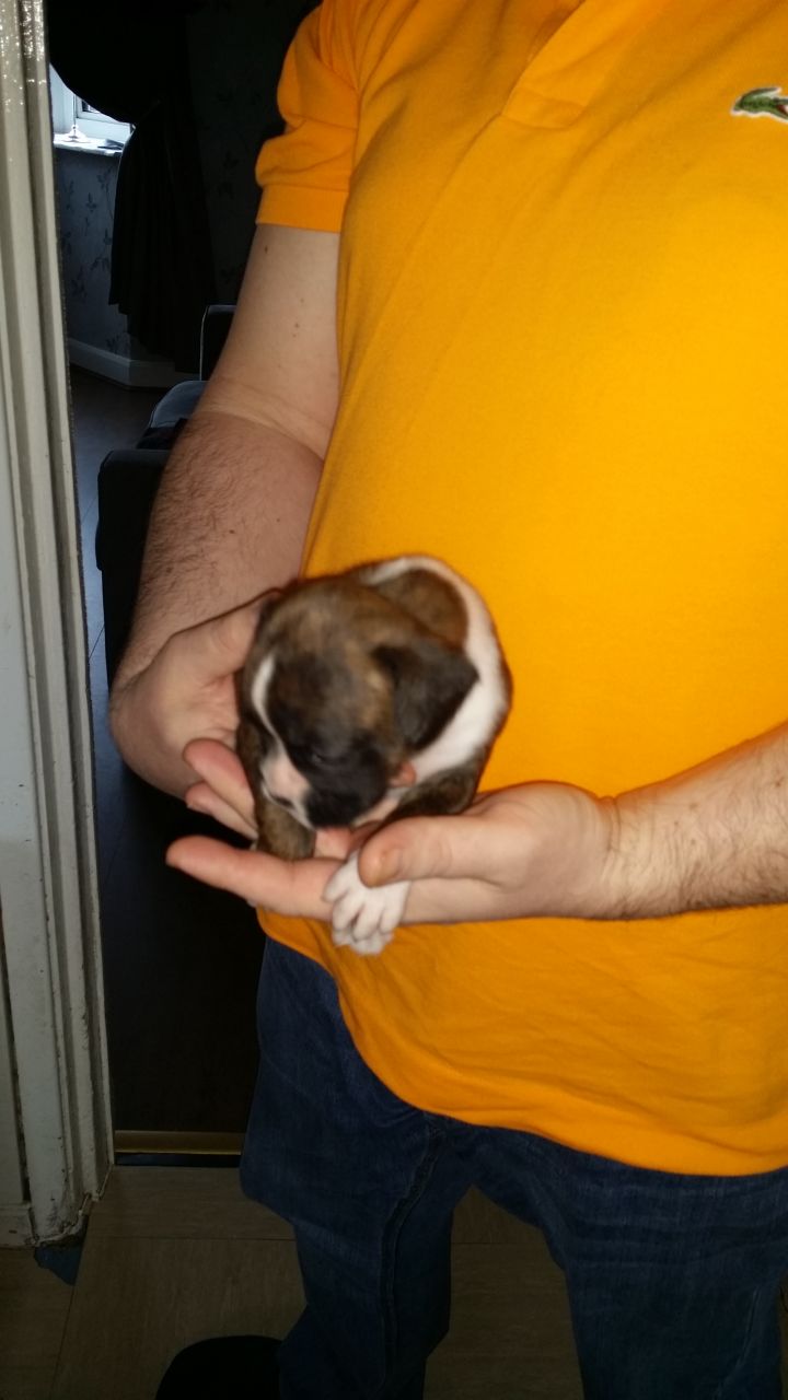 2 Boxer Puppies