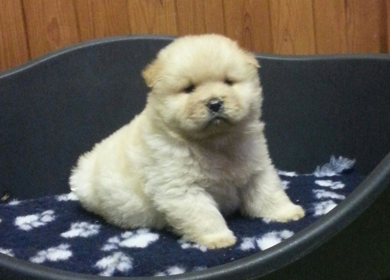 (pure) Chow Chow Puppies For Sale
