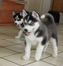 Japanese Akita Inu Puppies