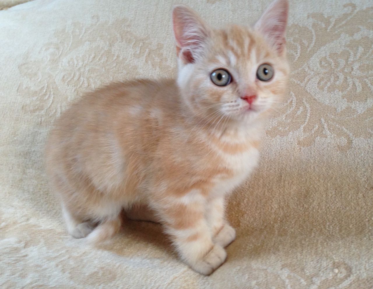 Scottish Fold Litter