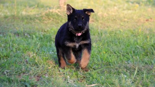 German Shepherd Dog Puppies