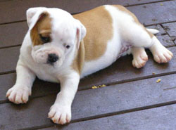   home raise English bulldog puppies