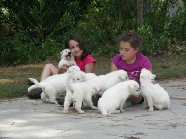 Shepherd Puppies