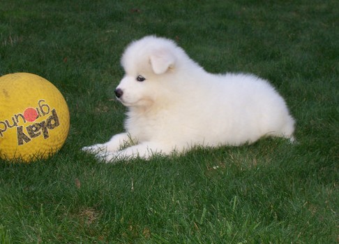  Samoyed Puppies