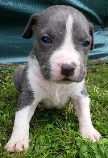 Blue American staff pups 