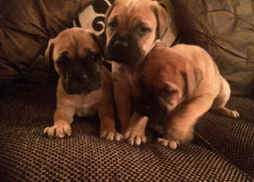 Cute Bull Mastiff puppies available 