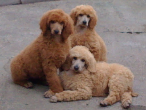 Standard Poodle Puppies 