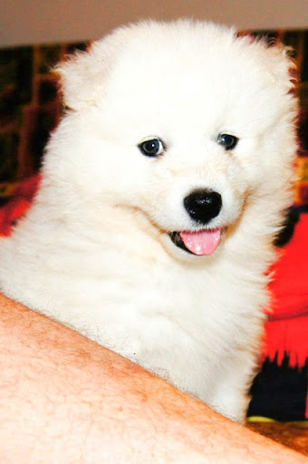 Purebred male samoyed puppies