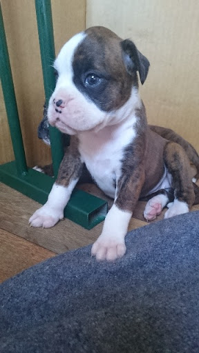 Boxer pups 