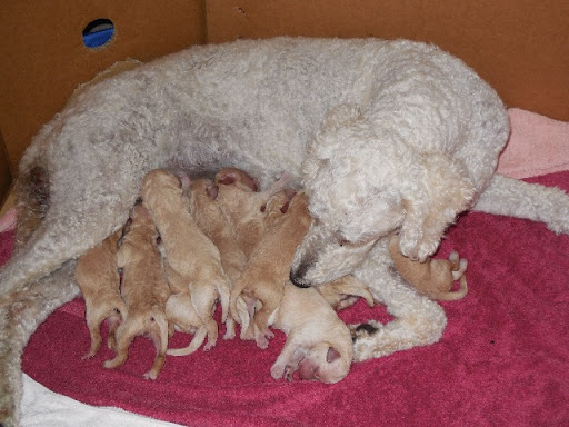 Labradoodle Puppies 