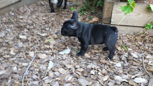 French Bulldog Puppy - Male 