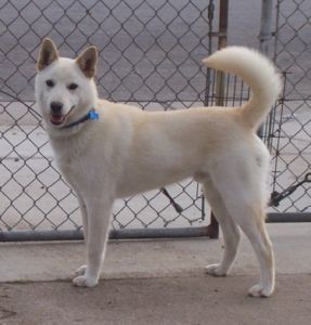 Korean Jindo