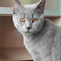 british shorthair 2017 avaliable 