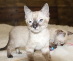 Snow/Silver/Charcoal/Brown Bengal Kittens