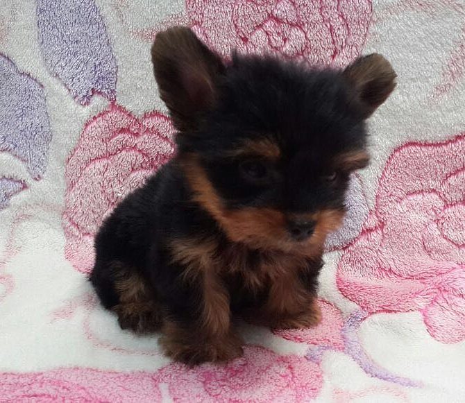 Litter Yoshire Terrier pup