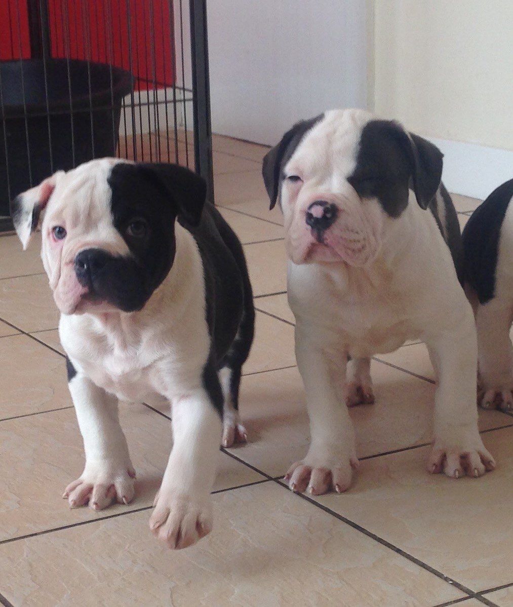 American Bulldog Puppies for sale