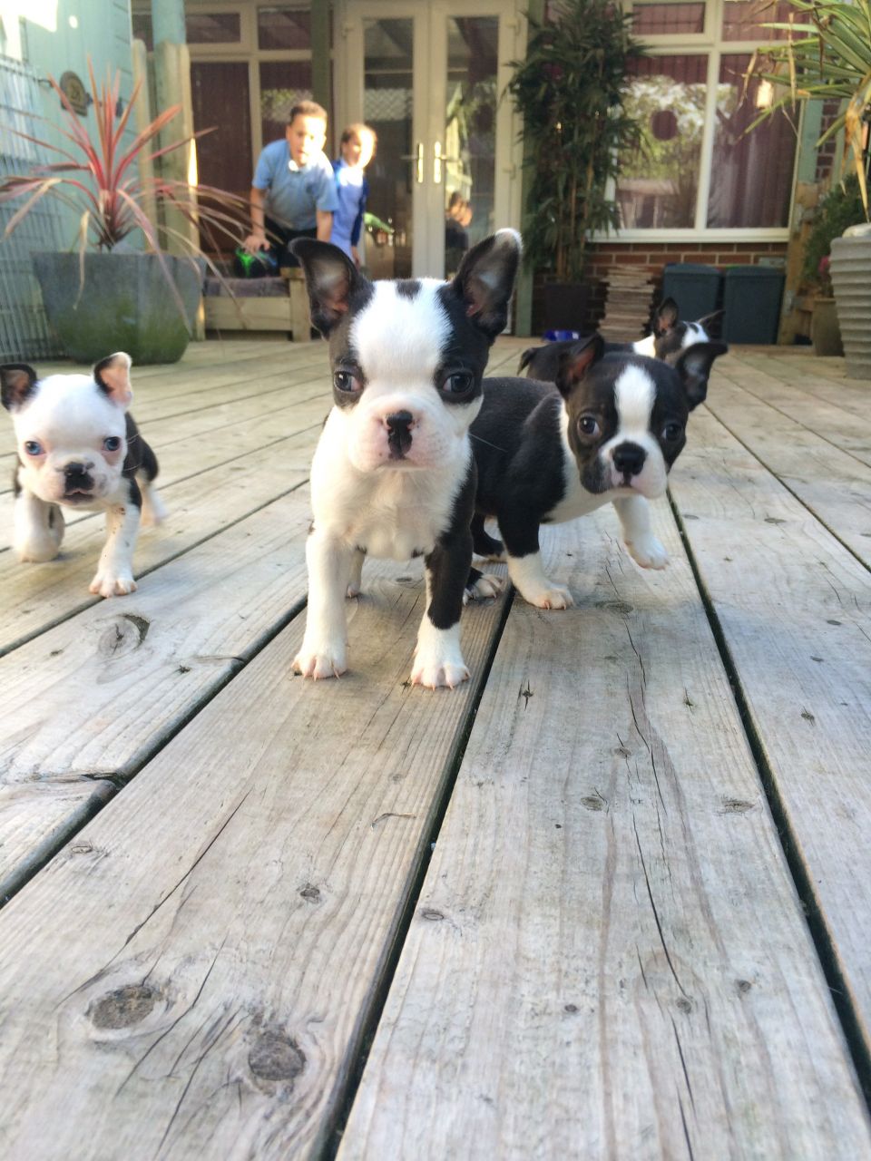 Stunning Boston Terrier Puppies for sale