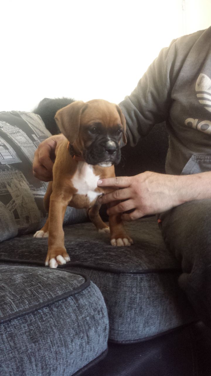 Adorable Boxer Puppies for sale