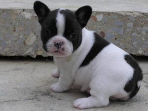 2 French Bulldog Puppies for adoption