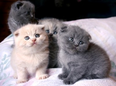 Unusual Black Scottish Fold Kittens Kitten for adoption