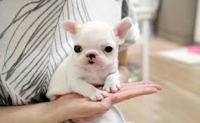 Beautiful Blue and White Pied French Bulldog Pups for adoption