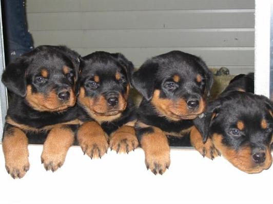 Hermosos hombres y mujeres cachorros de rottweiler 