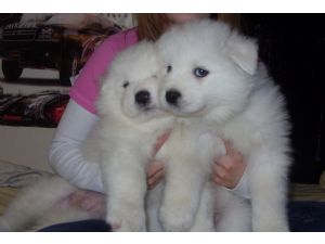 Cachorros samoyedos necesitan un nuevo hogar 