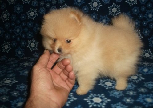 Macho y Hembra Cachorros Pomerania en adopcion