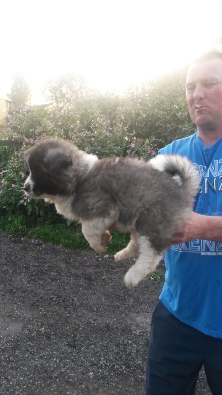 Cute Male and Female Akita Puppies for sale