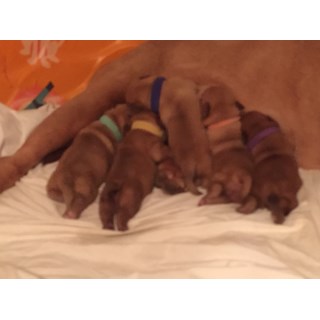 French Mastiff Puppies (dogue De Bordeaux)