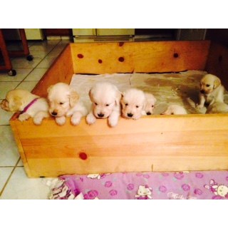 Golden Retriever Puppies