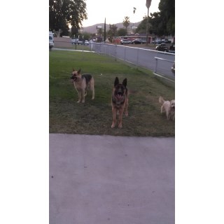 German Sheperd Puppies For Sale