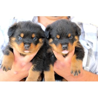 Top European Rottweiler Puppies