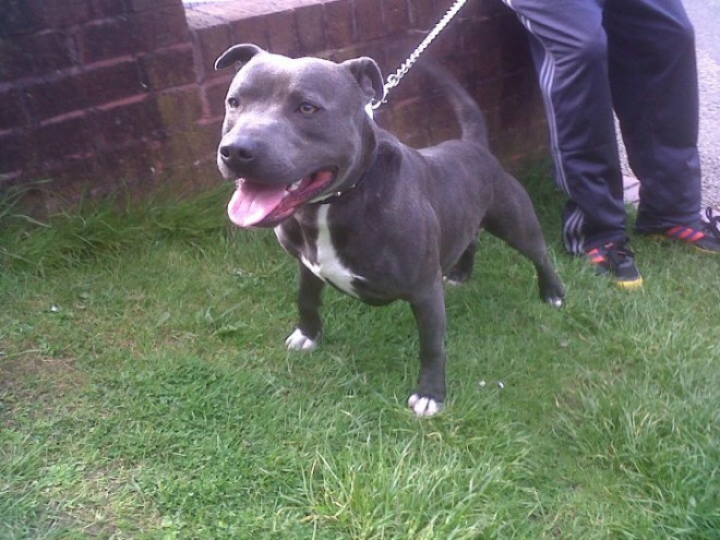 Gorgeous Blue Staffordshire Bullterriers 