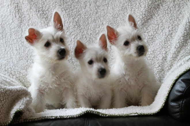 West Highland Terrier Puppies