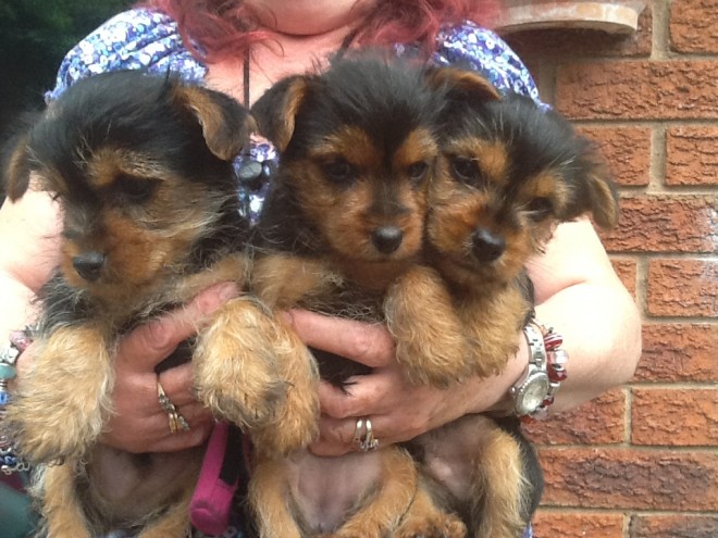 Miniature Yorkshire Terrier Puppies
