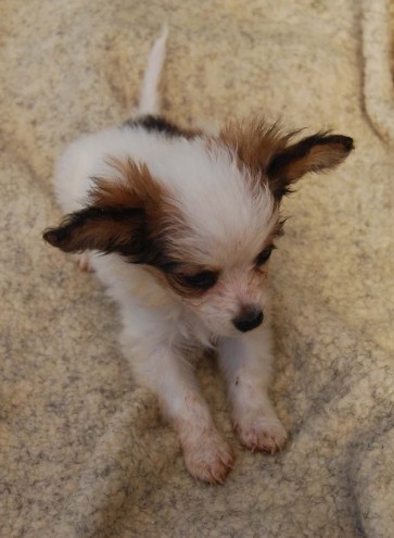 Pretty Papillon Female Puppy, 3 Months