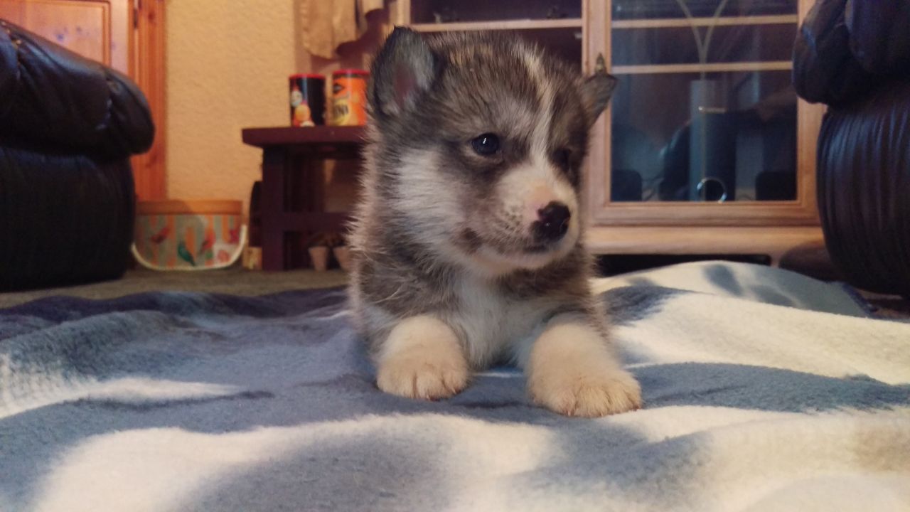 Beautiful Malamute Puppies.