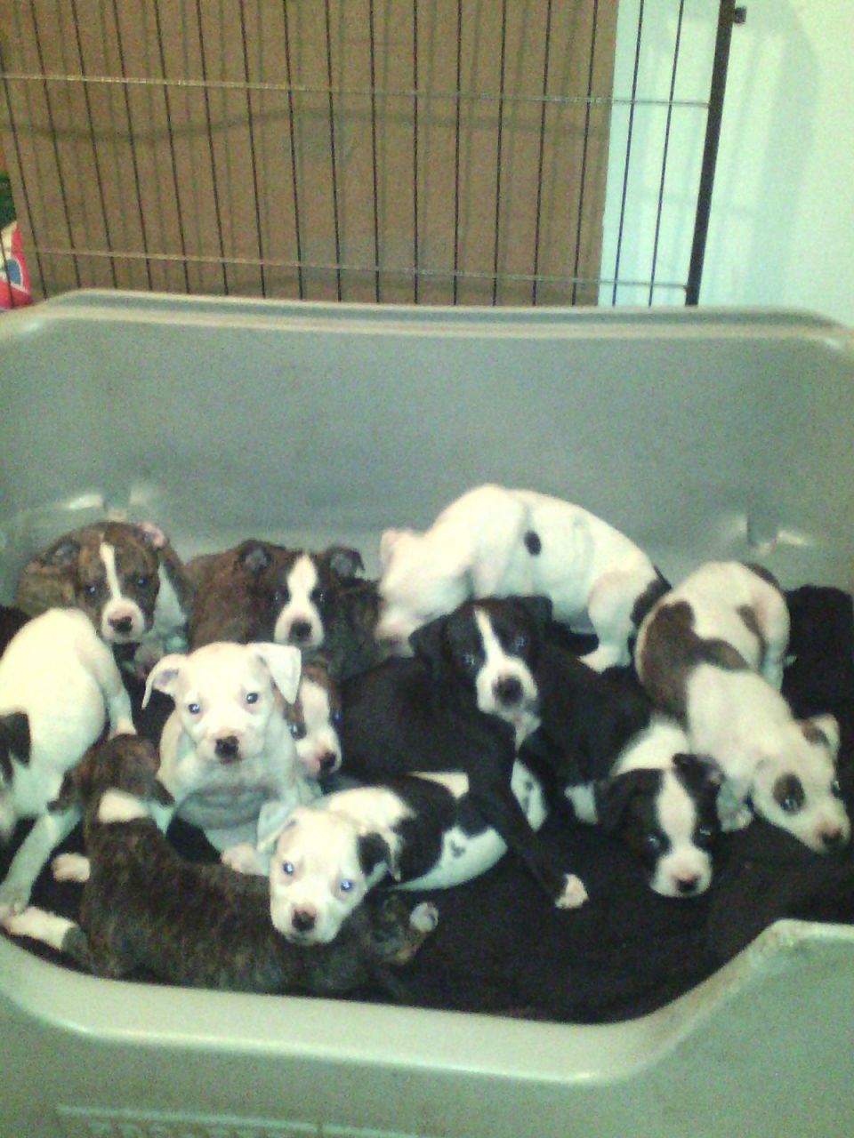 Beautiful American Bulldog Puppies Ready Now.