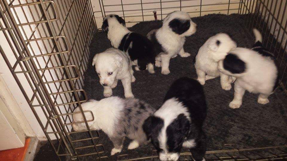 美丽的边境牧羊犬出售小狗