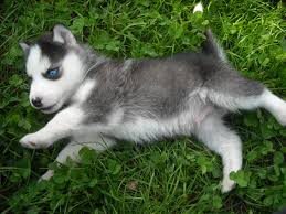  2 Siberian Husky puppies