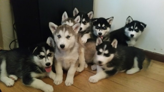 male and female Alaskan Malamute for adoption