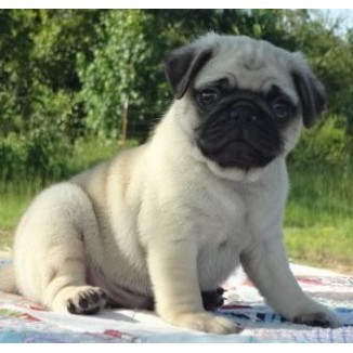  Besty Pug Puppies