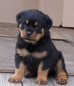   Rottweilers Puppies