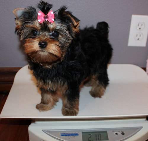  cute Yorkshire Terriers