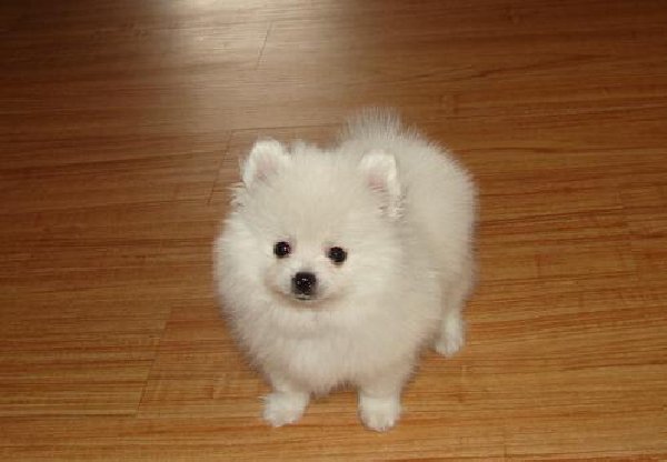  Cute  Pomeranian puppies 