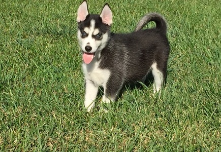  Siberian Husky puppies