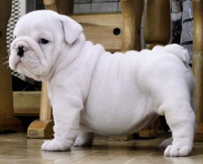  M/F English Bulldog Puppies