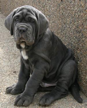  Giant Neapolitan Mastiff  puppies